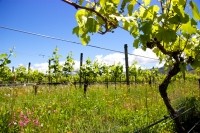 New Zealand vineyard Marlborough Droits d'auteur katyenka