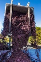 california wine grape crush inset