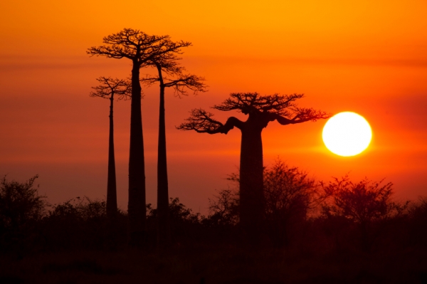 baobab trees MDoubrava