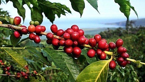 KonaRed looks to Pacific neighbour for new coffee fruit market