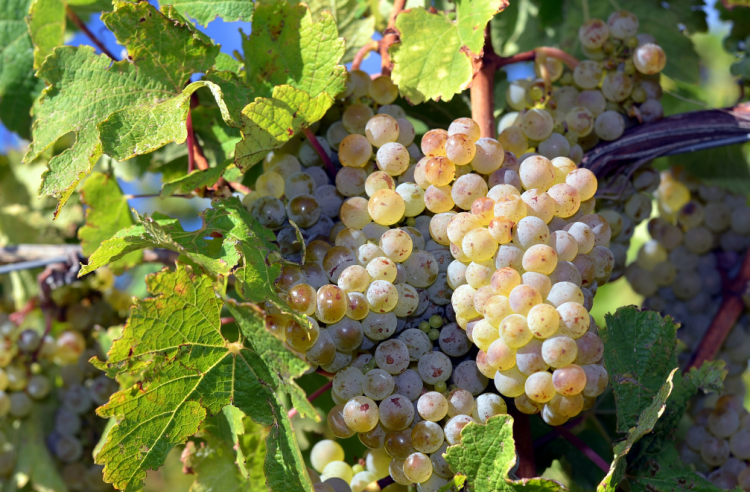 Riesling grapes in Tasmania (Picture Credit: Mark Smith/Flickr)