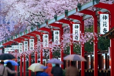 Can Scottish sake blossom in Japan?
