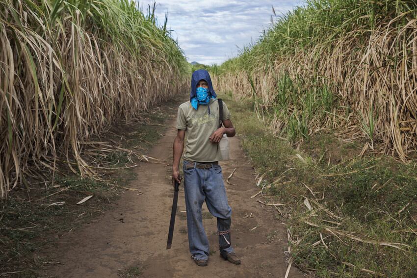 sugarcane-worker-ed-kashi.jpg