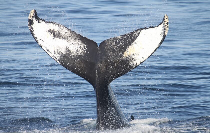 Whale.png
