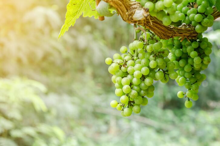 Boost for Australian vine and wine research