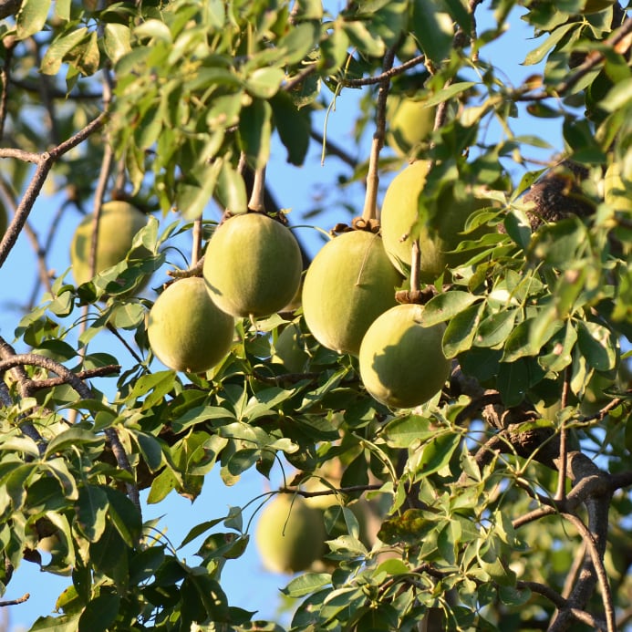 baobab-fruit-Copyright-KarelGallas.jpg