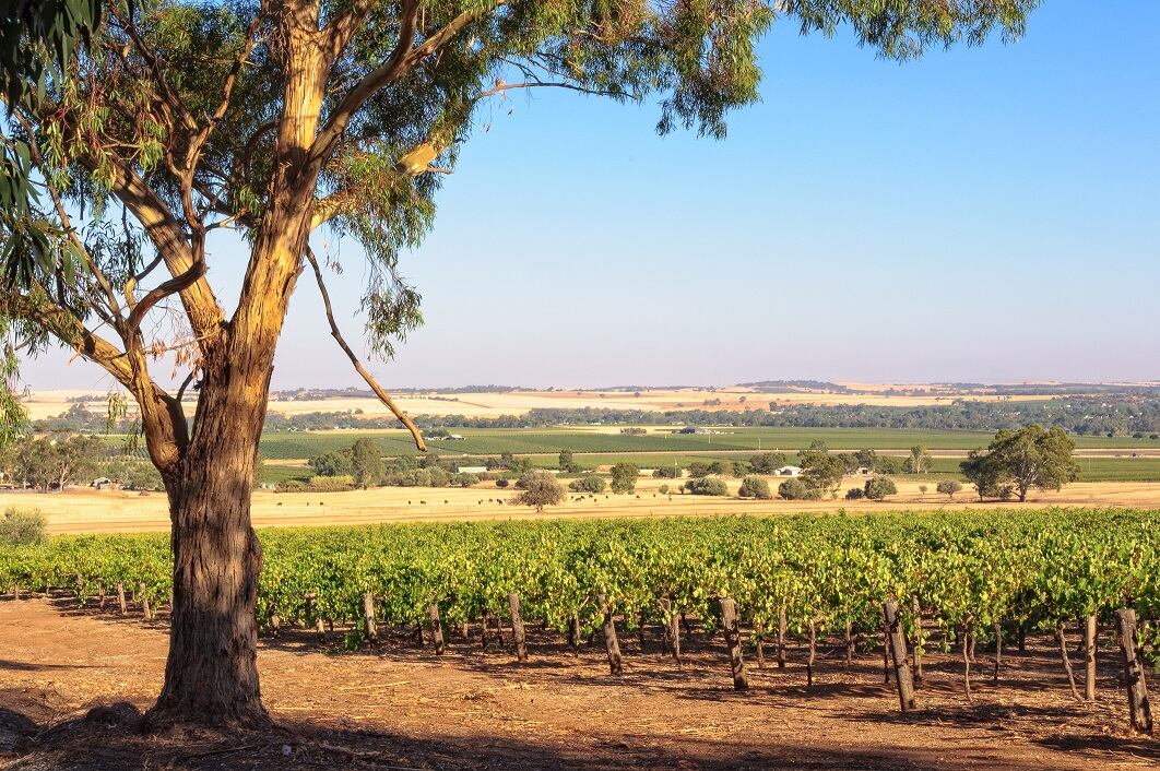 Rampant China growth fuels expansion in the Barossa