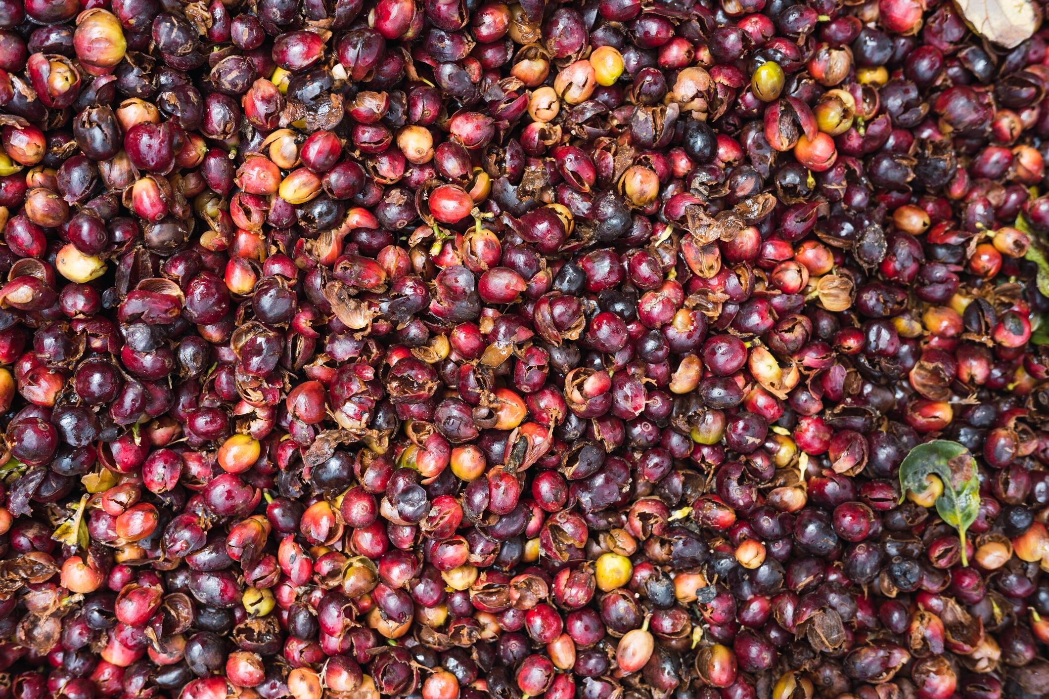 Study shows safety and health benefits of coffee cherry pulp juice