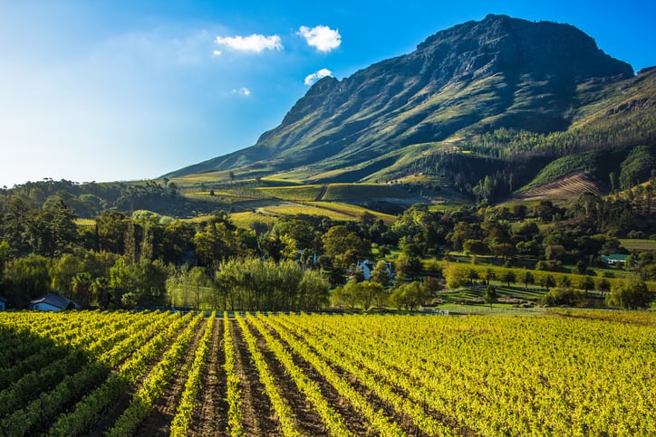 South Africa 2021 wine harvest: ‘A late and slow harvest was definitely worth the wait’