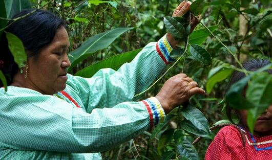 Cultivating-Guayusa.jpg