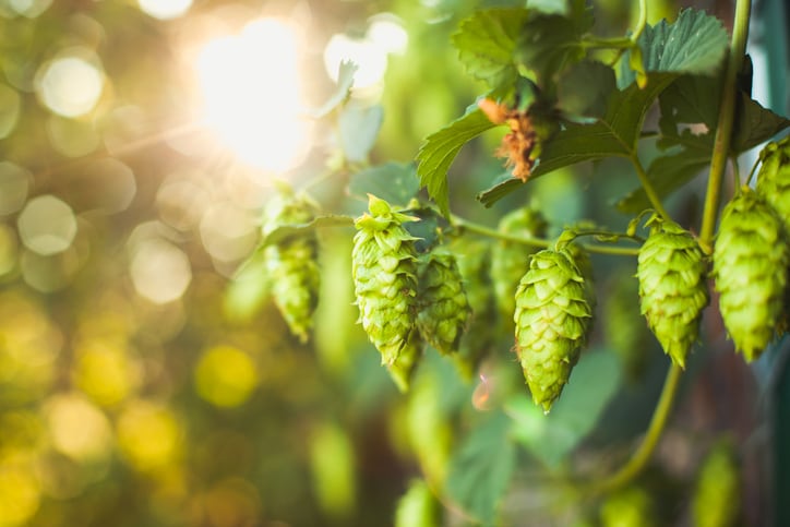 Ripe summer hops good for making beer from.
