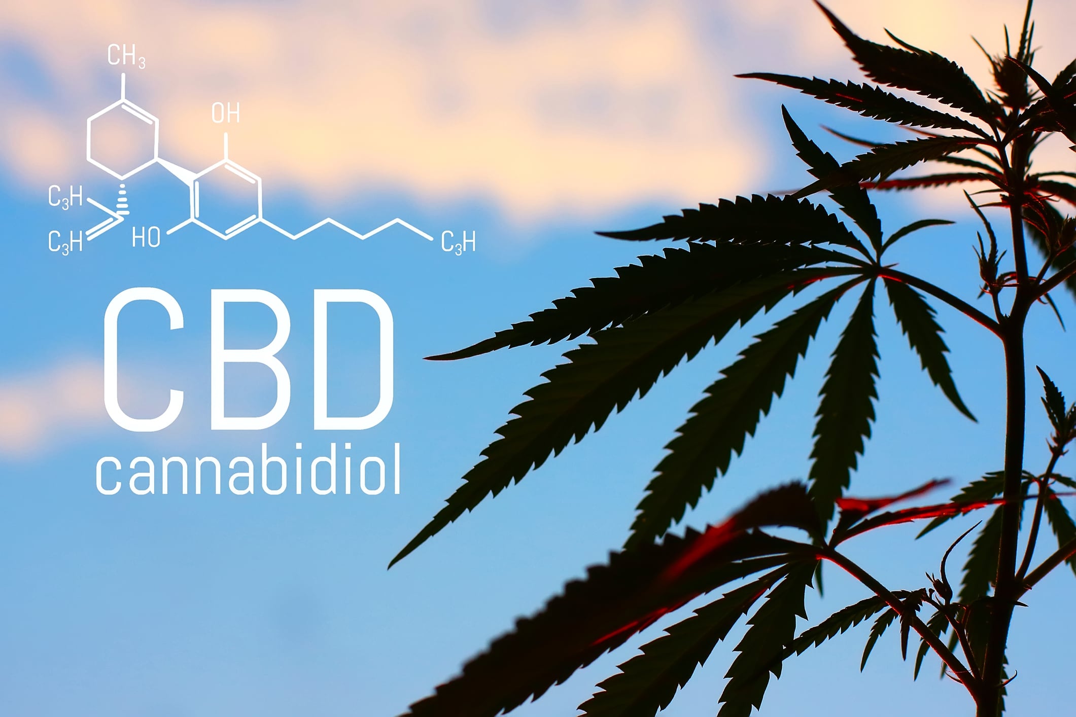 Can CBD Live up to the Hype? Rabobank Liquid Assets Podcast