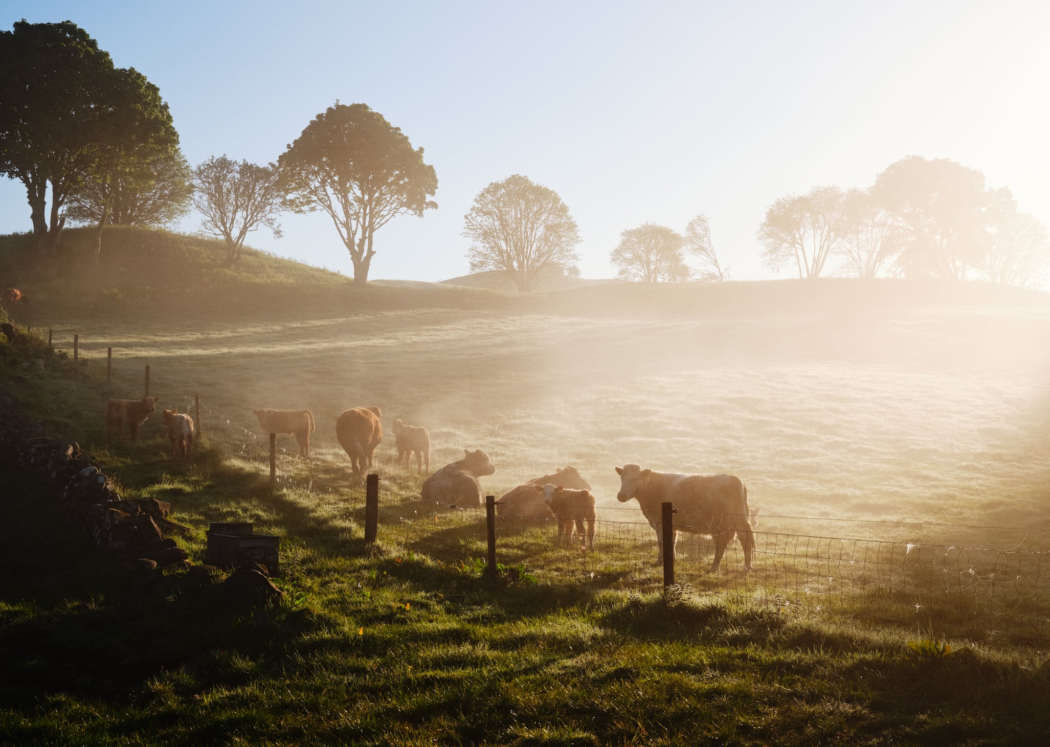 Cows in a field