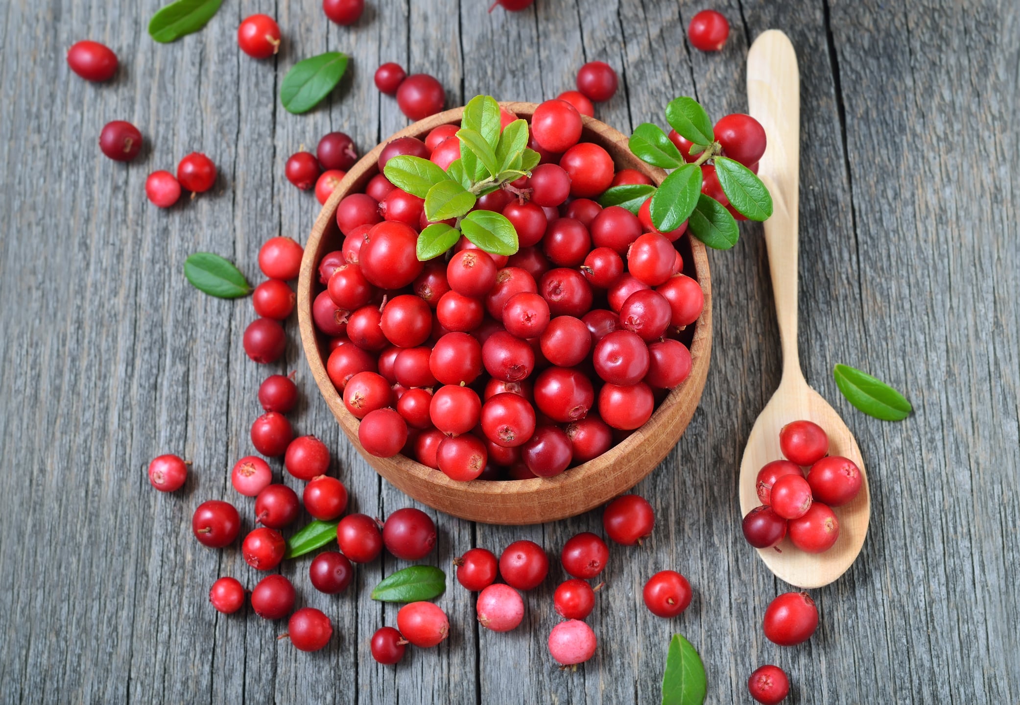 getty-lingonberry-nadezhda-nesterova.jpg