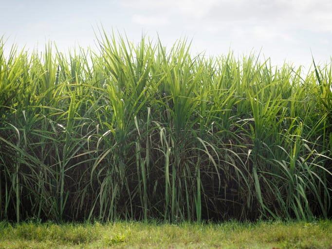 Sugarcane industry faces threat from South Africa's sugar tax