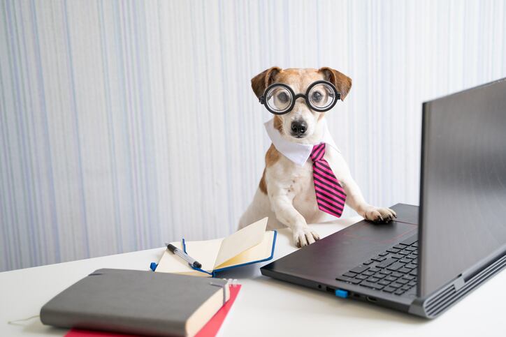 dog glasses getty fly dragonfly