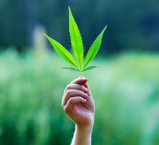 cannabis-getty-Svetlana-Zajceva.jpg