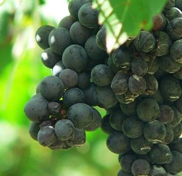 vines-2.jpg