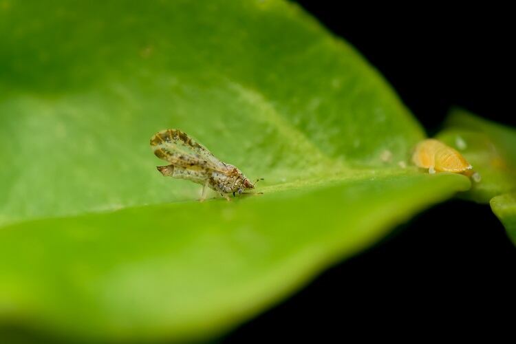 greening-disease-Utkarsh-Patil.jpg