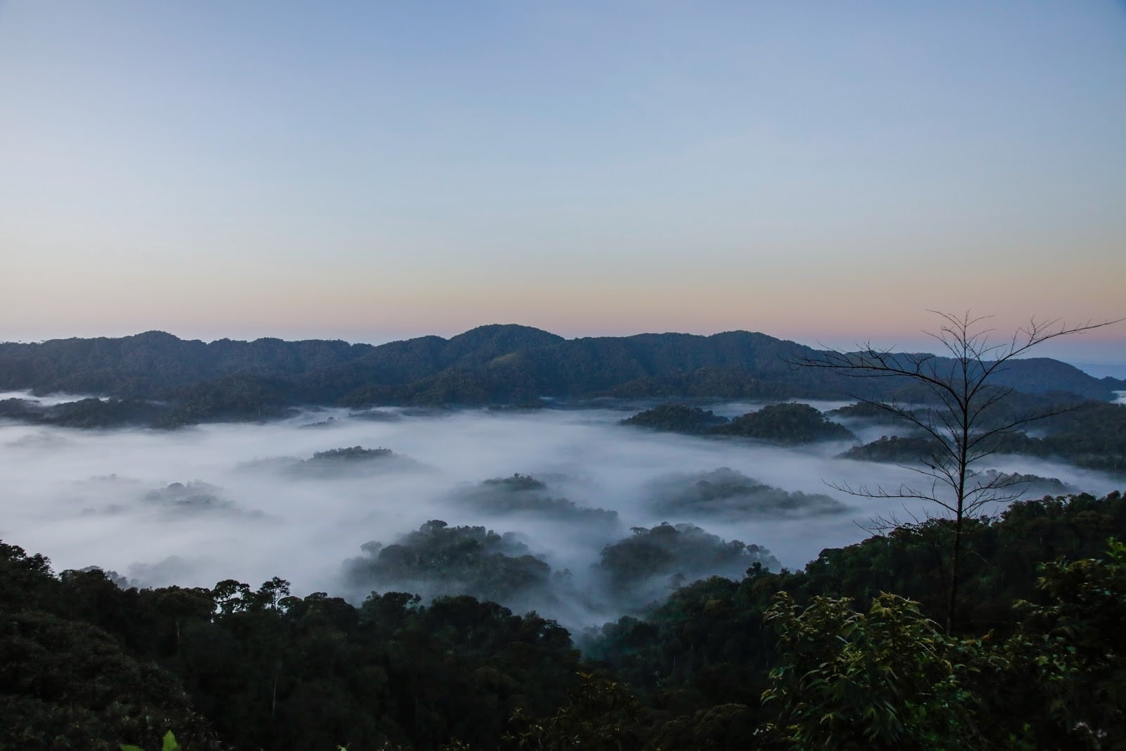rwanda-tea-2.jpg