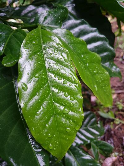 coffee-leaf.jpg