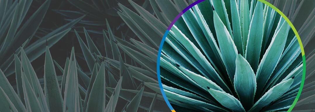 Agave-Sweetness-Consumers-Appreciate.jpg