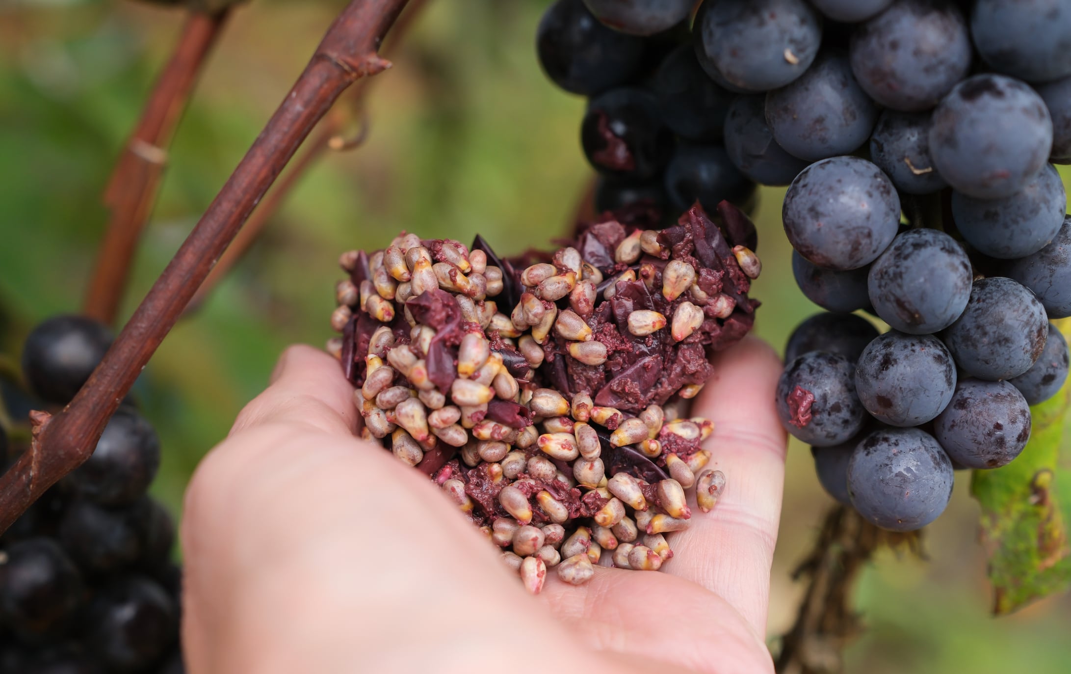 Upcycled grape pomace - the next healthy ingredient for firms to watch?