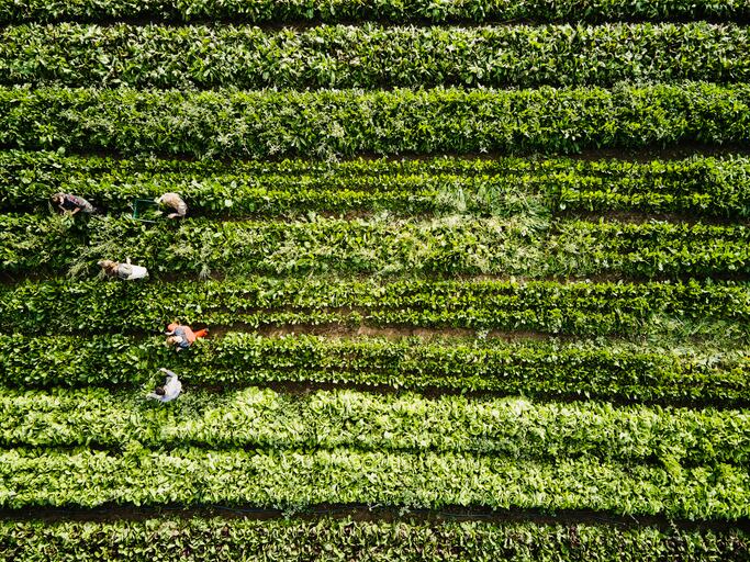 CCEP-launches-sustainable-supply-chain-finance-program-with-Rabobank.jpg