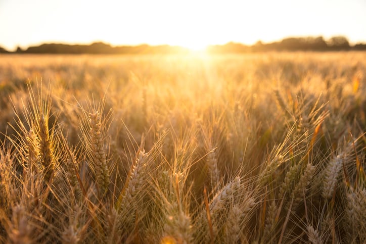 AB InBev creates partnership to develop more sustainable barley varieties