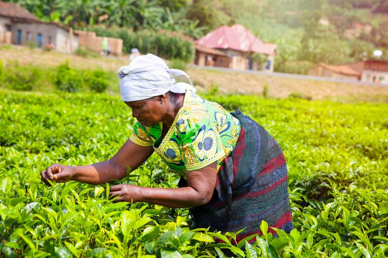 ‘Time is up’: Human rights NGO calls out sexual violence and poverty wages in tea supply chain