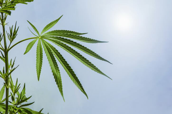 Hemp-Beverage-Alliance-launches-in-the-US.jpg