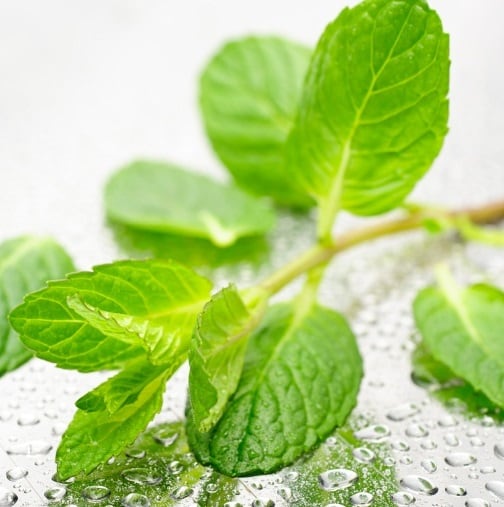 mint-cropped.jpg