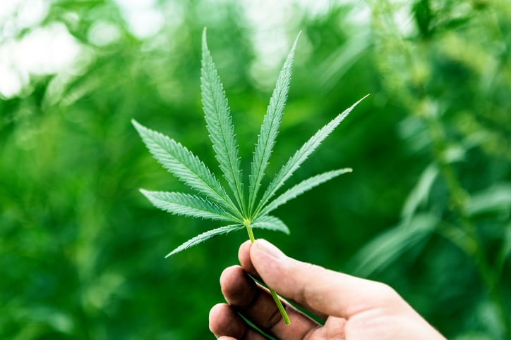 Coca-Cola-and-PepsiCo-No-plans-to-enter-cannabis-space-at-the-moment.jpg