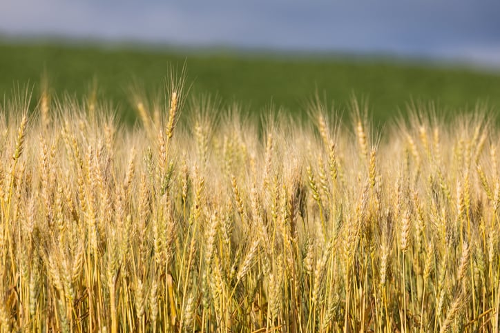 Scientists tap into barley ‘time machine’ to help adapt the grain to climate change