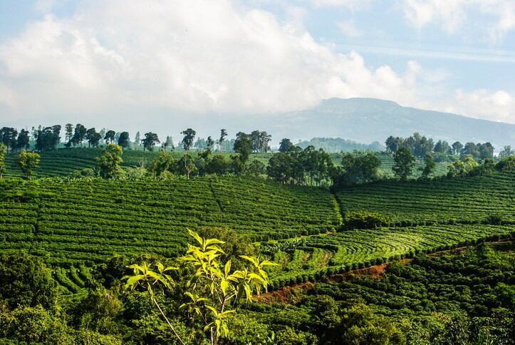Cocoa-and-coffee-agroforestry-crops-vulnerable-to-climate-change.jpg