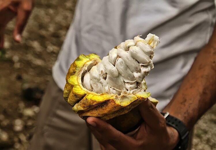cocoa-Eliot76.jpg