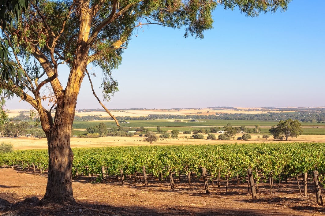 Vision 2050: Australia’s long-term strategy for wine success