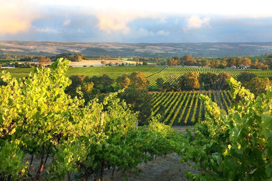 Australian-wine-New-strategic-plan-to-navigate-the-coronavirus-pandemic.jpg