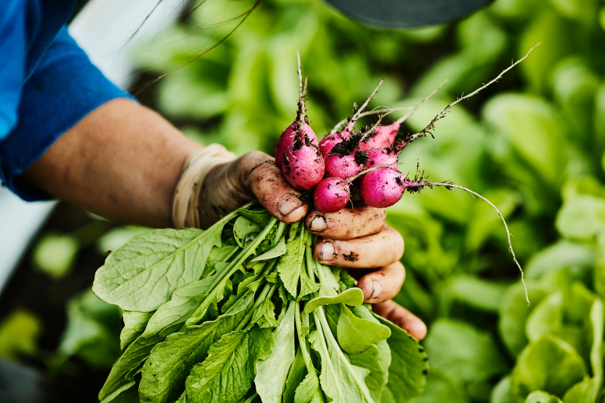 Nanoplastics in vegetables threaten consumers