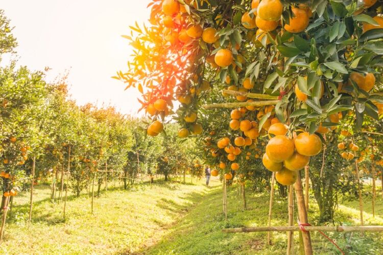 Reaping the fruits of blockchain: How Albert Heijn links orange grove to shopping basket