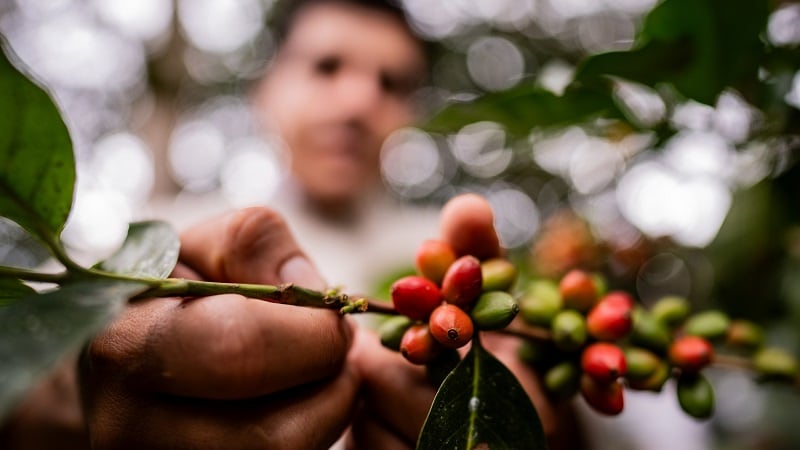 ‘Regenerative is a long-term commitment,’ Westrock Coffee shares strategy for a greener supply chain