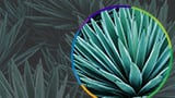 Agave: Sweetening Lives with Health & Sustainability