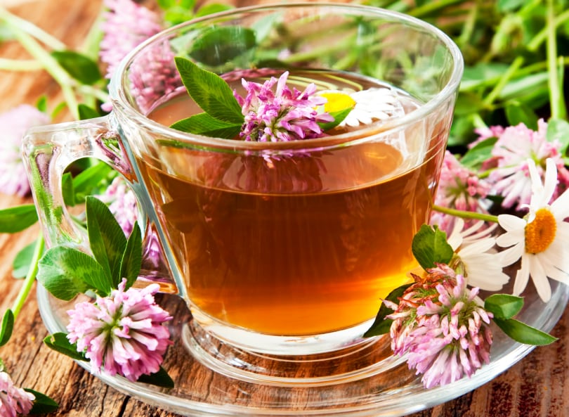 botanical-herbal-tea-red-clover-iStock.com-marrakeshh.jpg