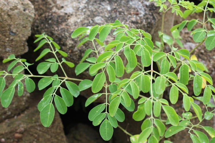Moringa stands out among superfoods at Fancy Food