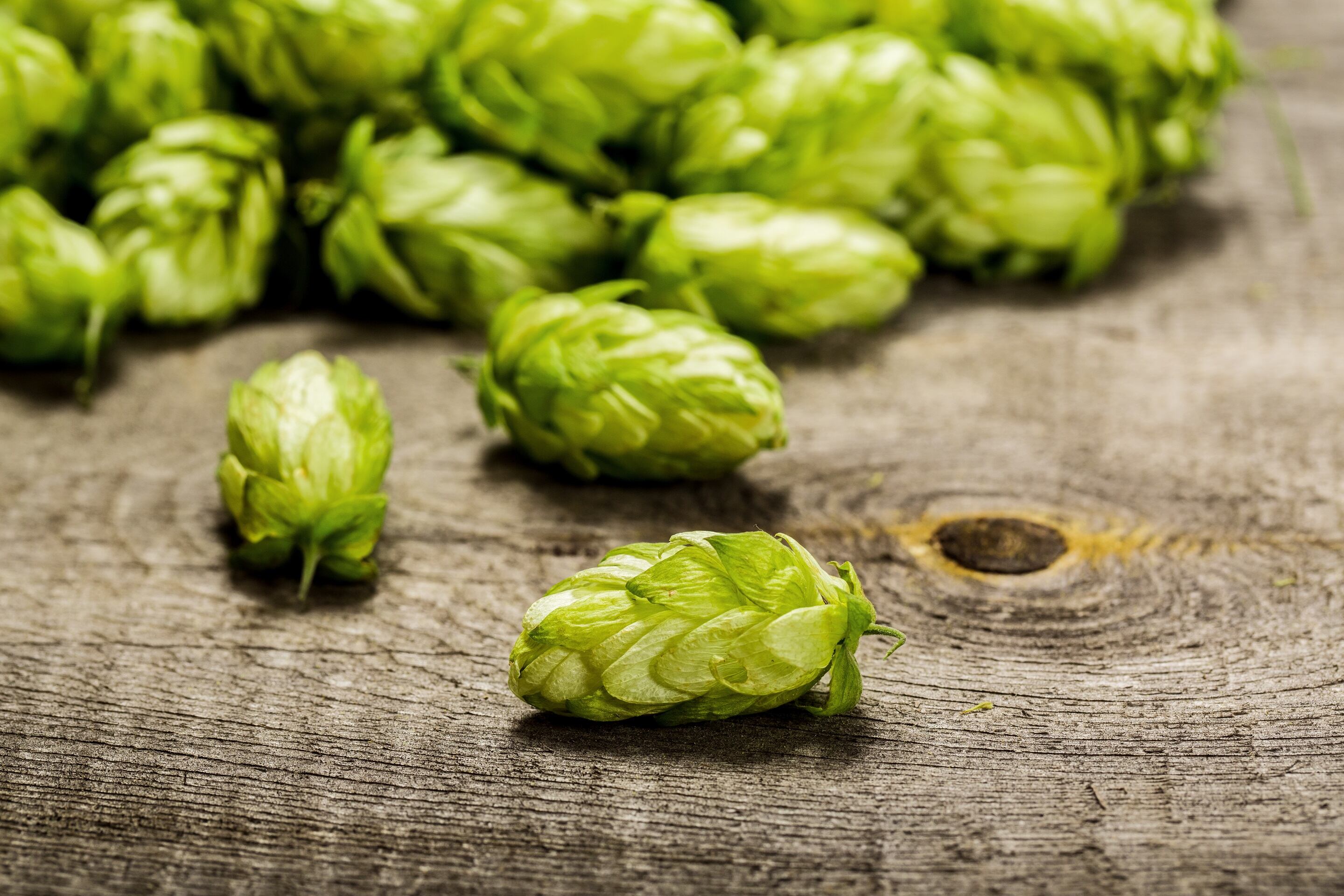 hops-getty-jeka1984.jpg