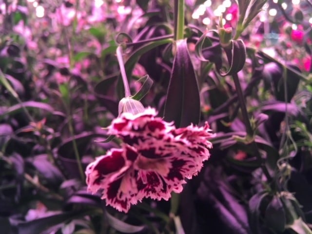 Flowers2.jpg