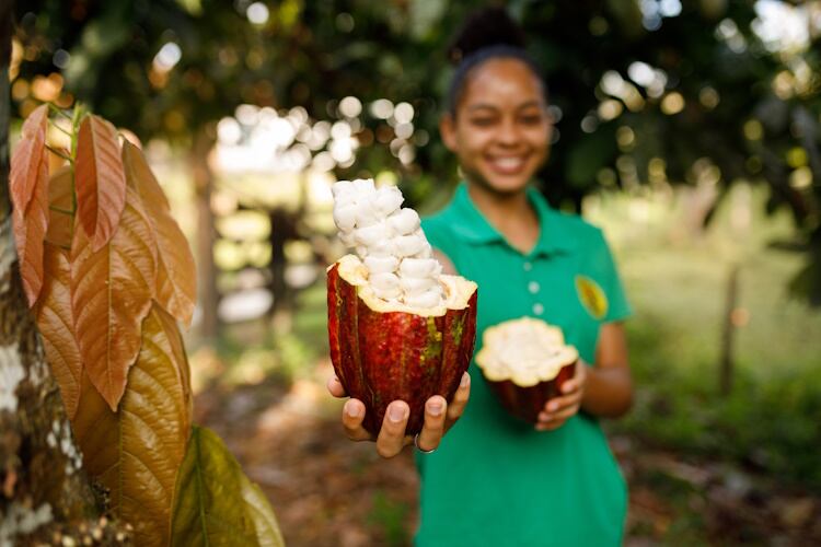 Cacao-fruit-GettyImages-1437095836.jpg