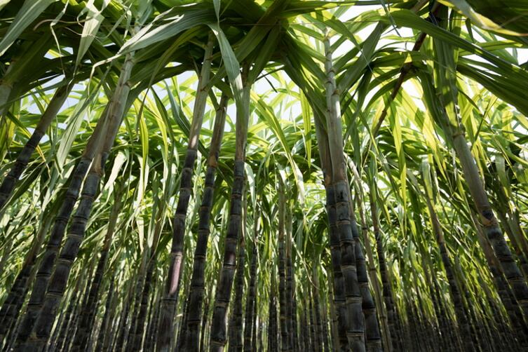 GettyImages-lzf-sugarcane.jpg