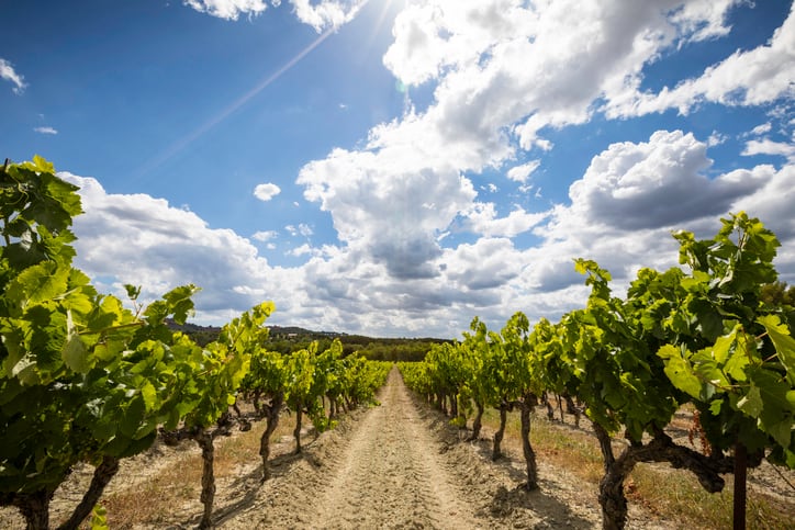 French organic wine production increases 22%