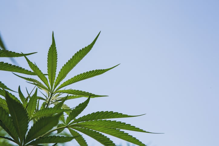 Molson Coors to exit CBD market in the US